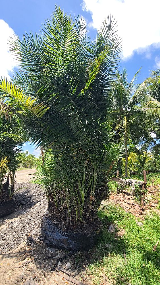 phoenix-reclinata-hybrids-reclinata-hybrid-date-palms