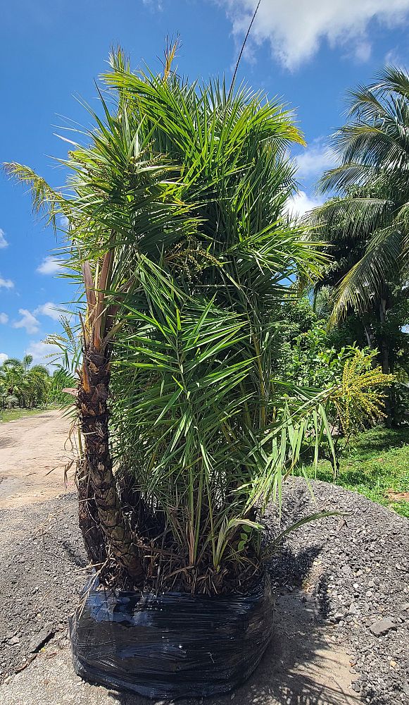 phoenix-reclinata-hybrids-reclinata-hybrid-date-palms