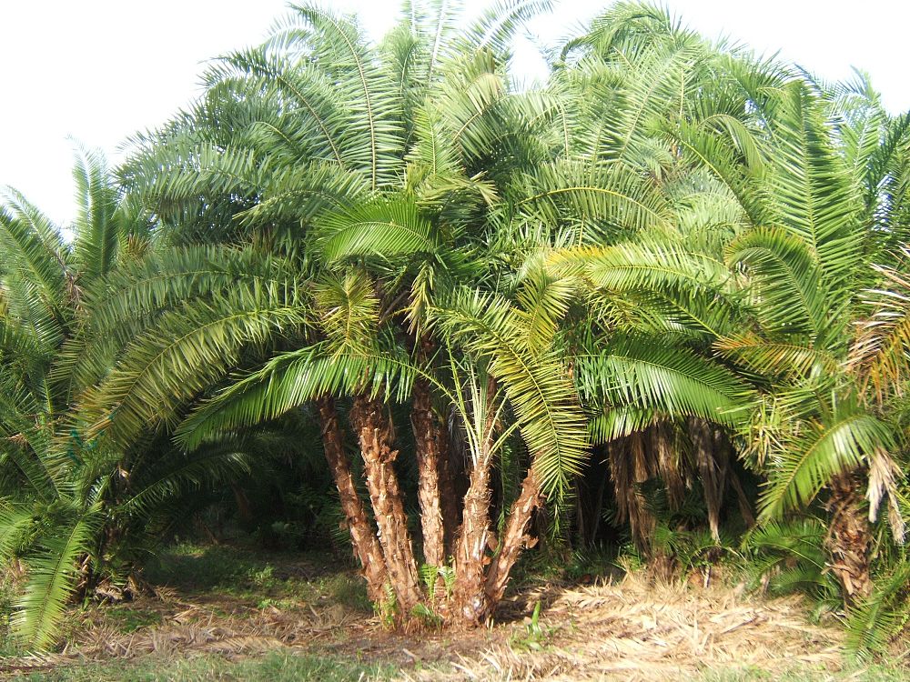 phoenix-reclinata-senegal-date-palm