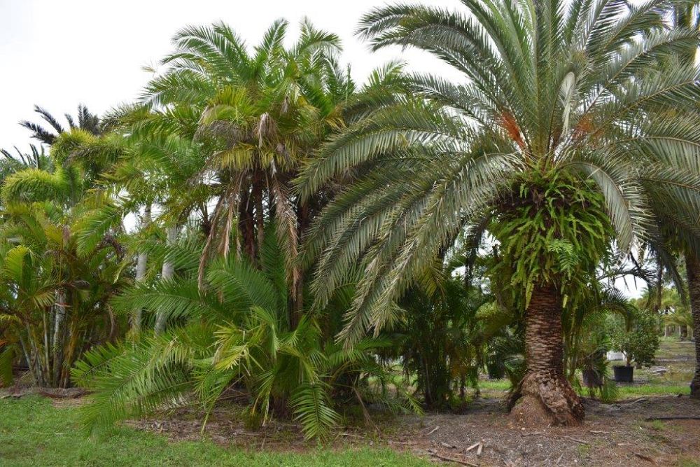 phoenix-reclinata-senegal-date-palm