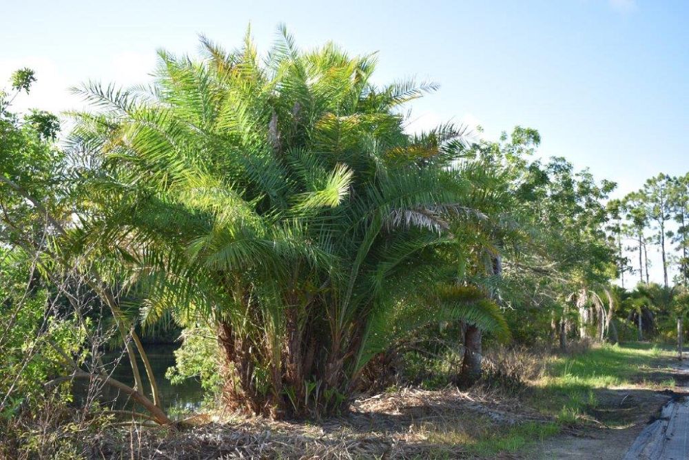 phoenix-reclinata-senegal-date-palm