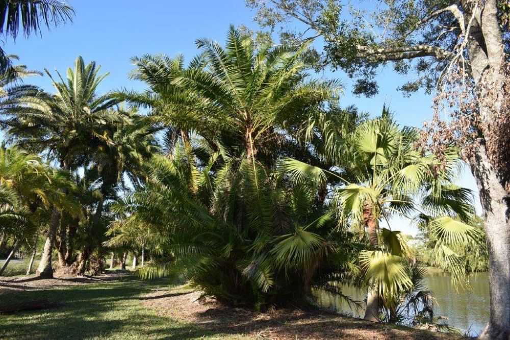 phoenix-reclinata-senegal-date-palm