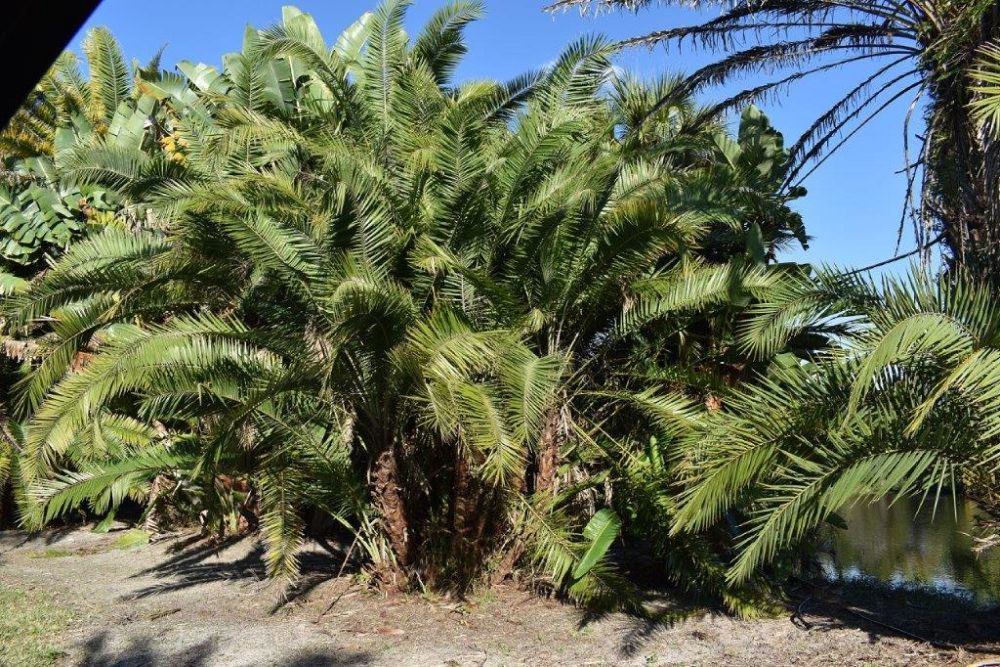 phoenix-reclinata-senegal-date-palm