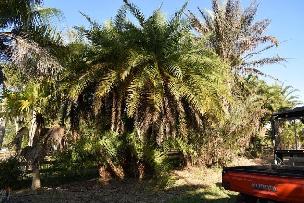 phoenix-reclinata-senegal-date-palm