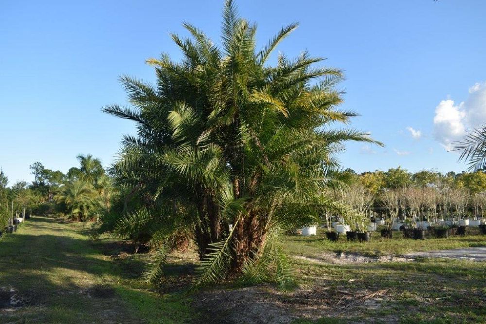 phoenix-reclinata-senegal-date-palm