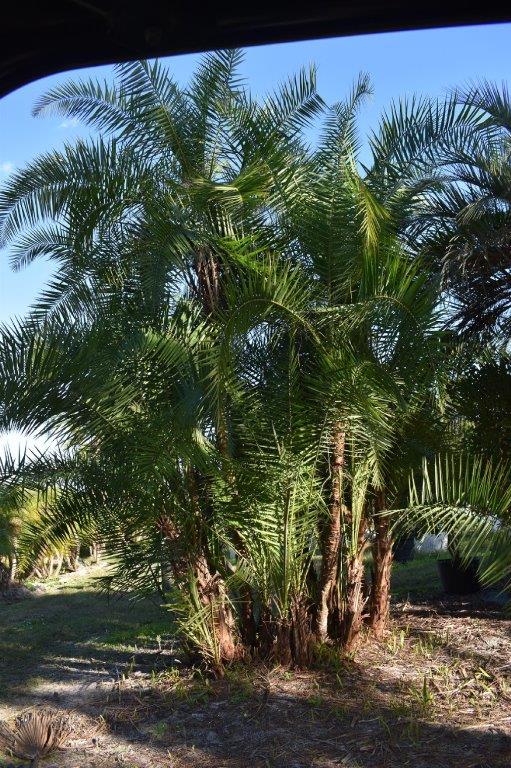 phoenix-reclinata-senegal-date-palm
