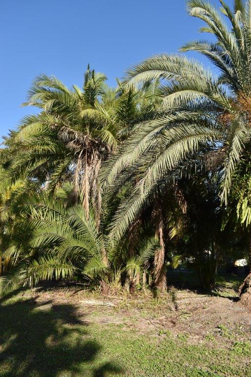 phoenix-reclinata-senegal-date-palm