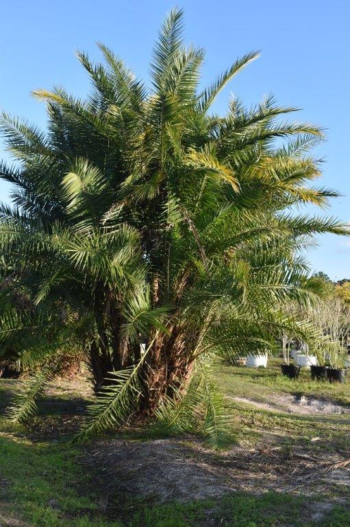phoenix-reclinata-senegal-date-palm