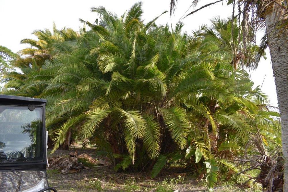 phoenix-reclinata-senegal-date-palm