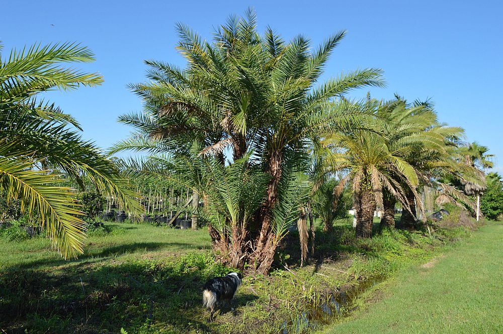 phoenix-reclinata-senegal-date-palm