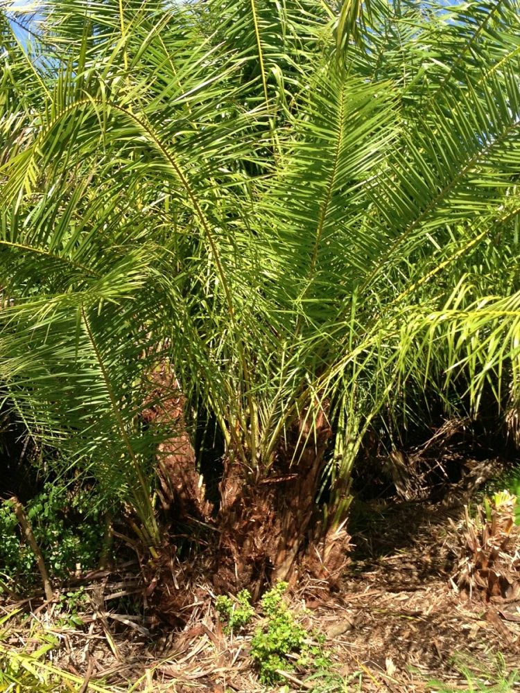 phoenix-reclinata-senegal-date-palm