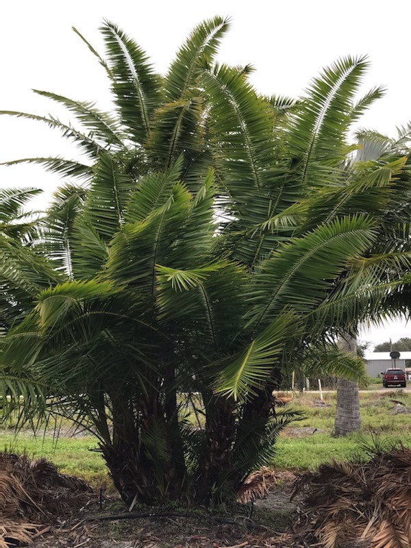 phoenix-reclinata-senegal-date-palm
