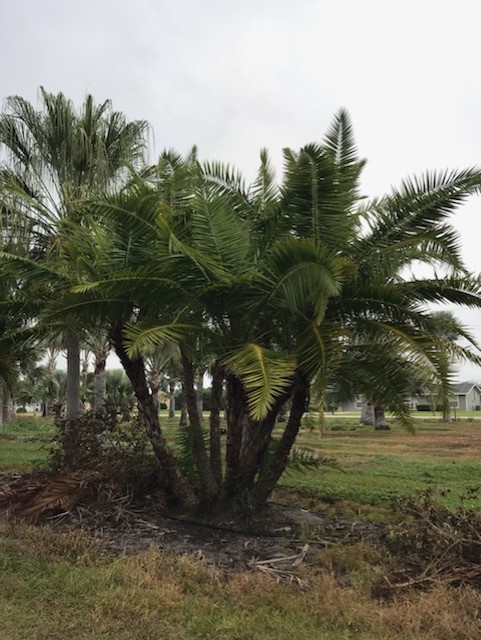 phoenix-reclinata-senegal-date-palm