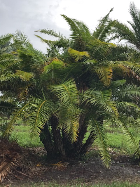 phoenix-reclinata-senegal-date-palm