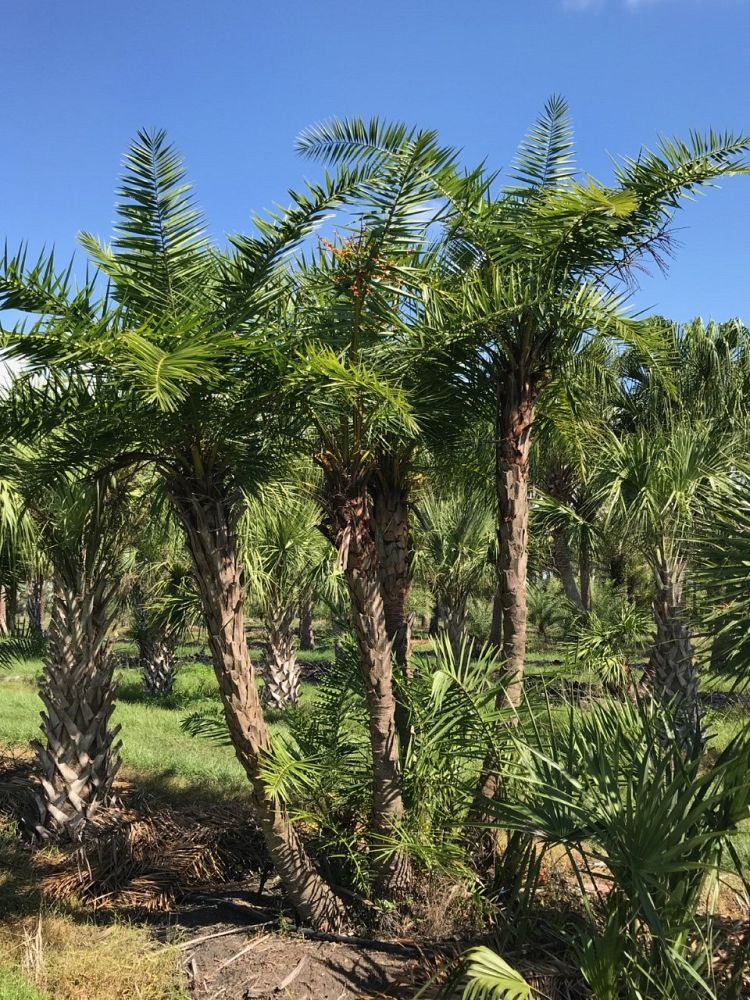 phoenix-reclinata-senegal-date-palm