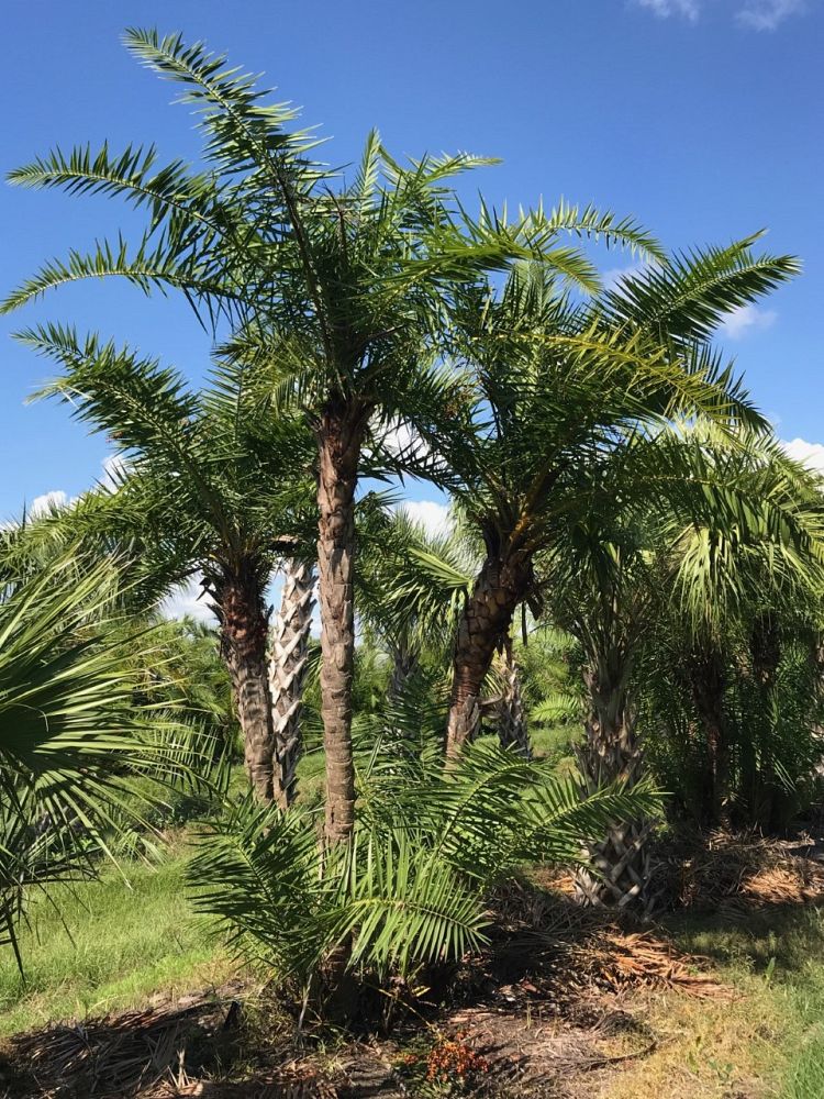 phoenix-reclinata-senegal-date-palm