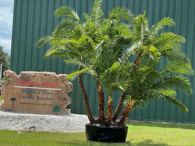 phoenix-reclinata-senegal-date-palm