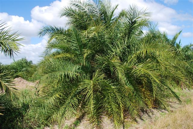 phoenix-reclinata-senegal-date-palm