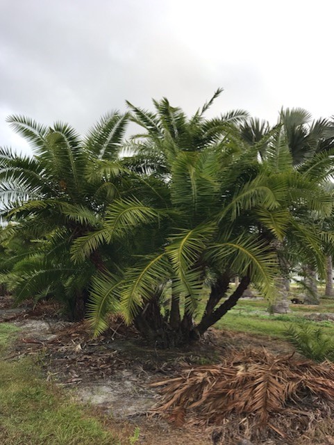 phoenix-reclinata-senegal-date-palm