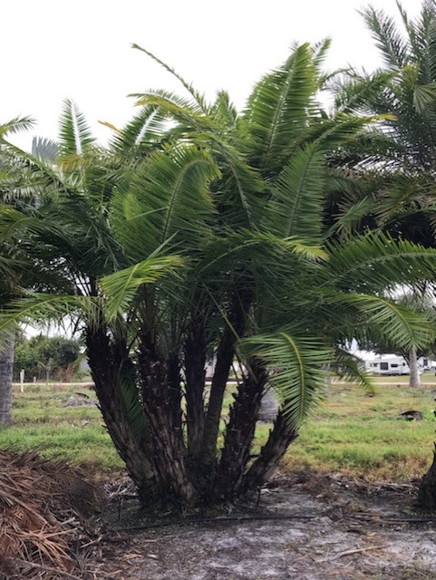 phoenix-reclinata-senegal-date-palm