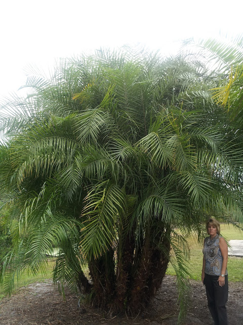phoenix-reclinata-senegal-date-palm