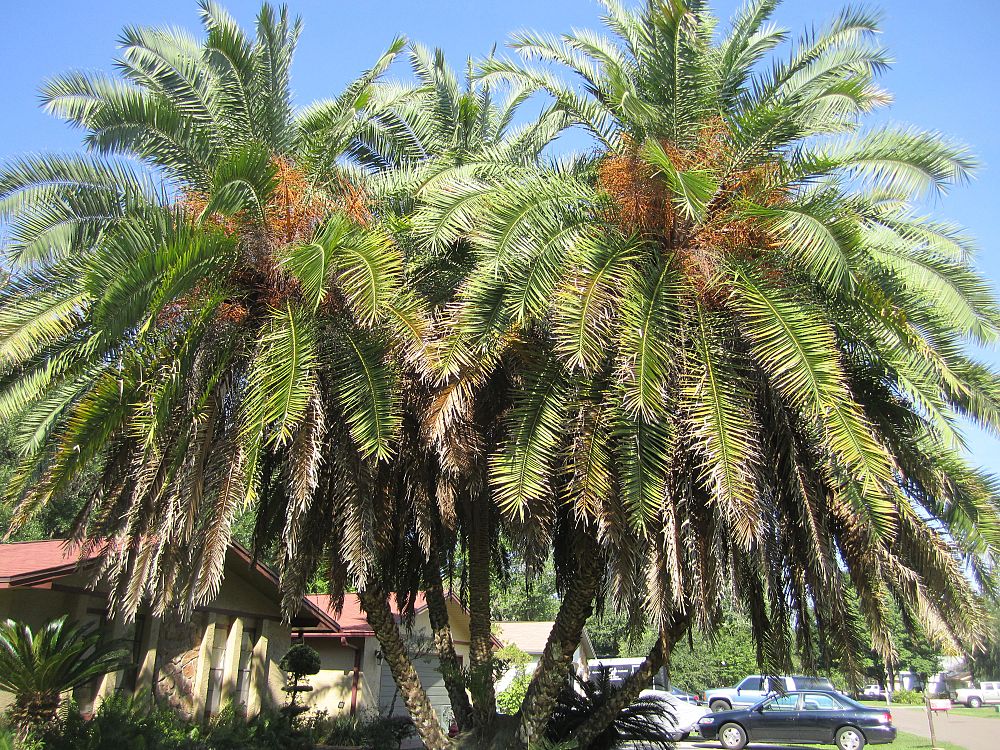 phoenix-reclinata-senegal-date-palm