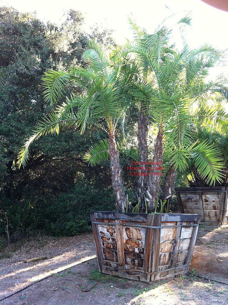 phoenix-reclinata-senegal-date-palm