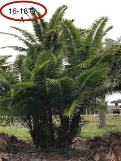 phoenix-reclinata-senegal-date-palm