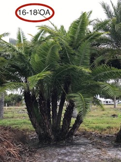 phoenix-reclinata-senegal-date-palm