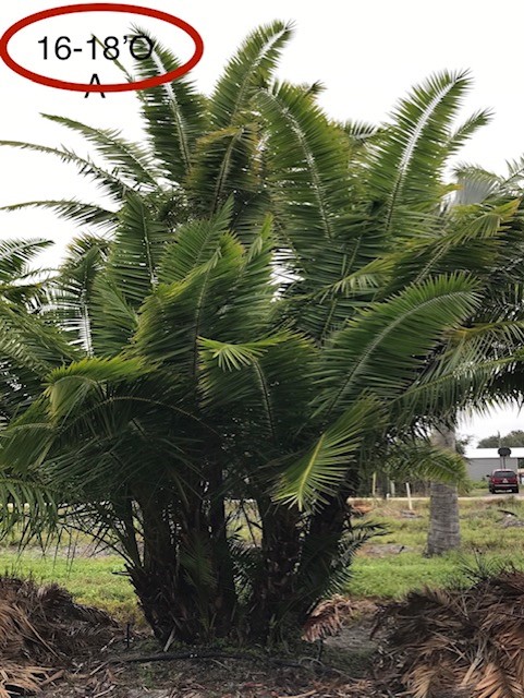 phoenix-reclinata-senegal-date-palm