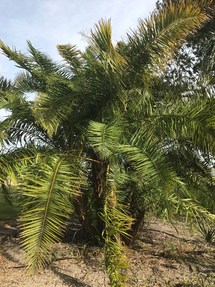 phoenix-reclinata-senegal-date-palm