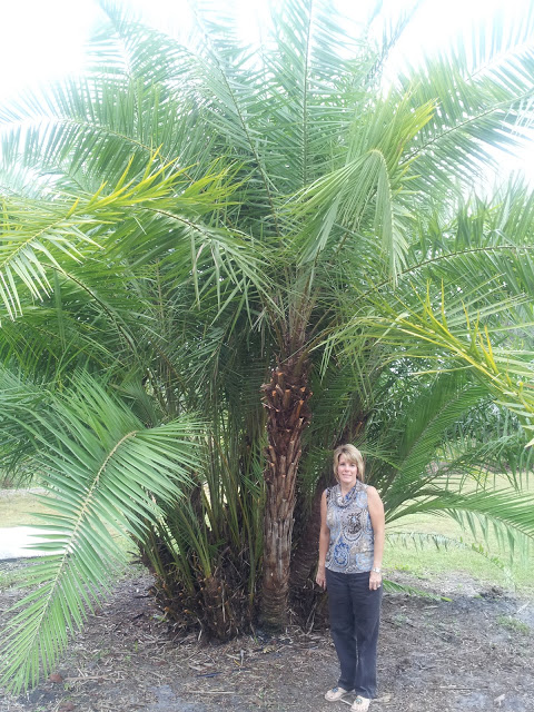 phoenix-reclinata-senegal-date-palm