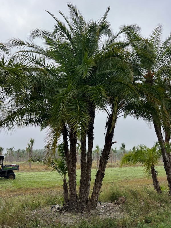phoenix-reclinata-senegal-date-palm
