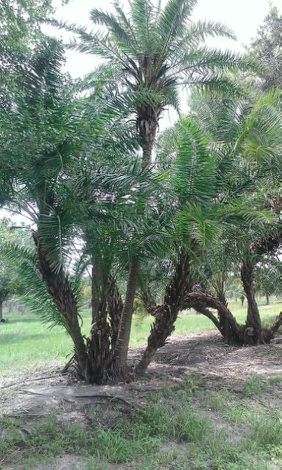 phoenix-reclinata-senegal-date-palm
