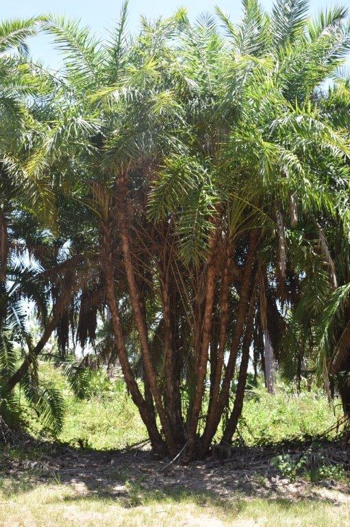 phoenix-reclinata-senegal-date-palm