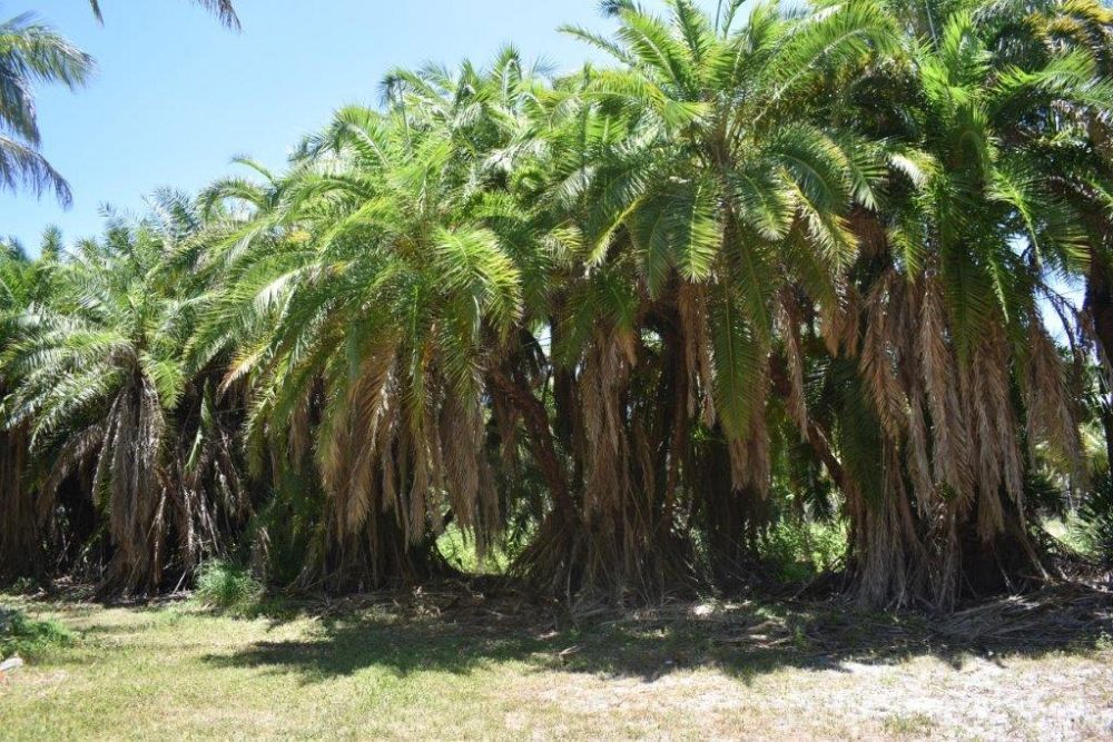 phoenix-reclinata-senegal-date-palm