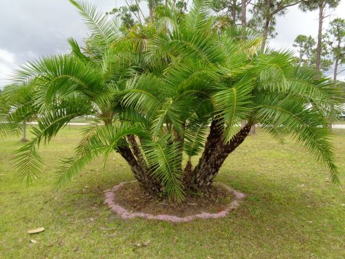 phoenix-reclinata-senegal-date-palm