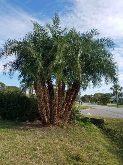 phoenix-reclinata-senegal-date-palm