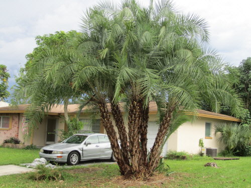 phoenix-reclinata-senegal-date-palm