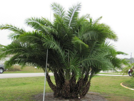 phoenix-reclinata-senegal-date-palm