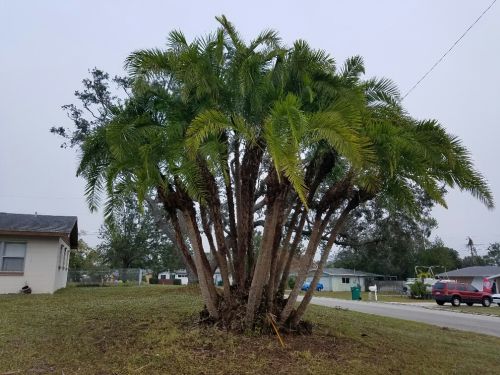 phoenix-reclinata-senegal-date-palm
