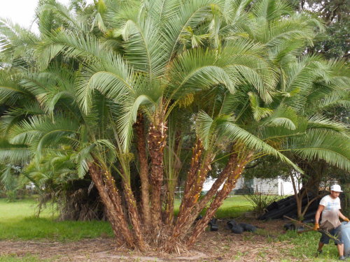phoenix-reclinata-senegal-date-palm