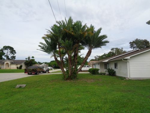phoenix-reclinata-senegal-date-palm
