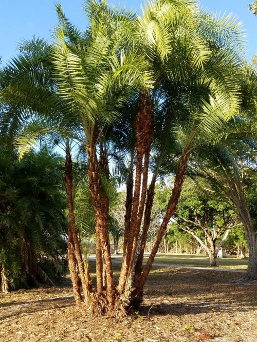 phoenix-reclinata-senegal-date-palm