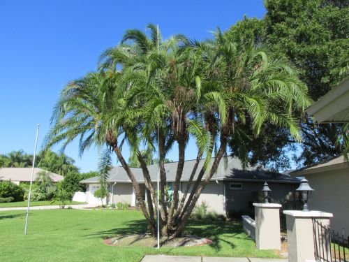 phoenix-reclinata-senegal-date-palm