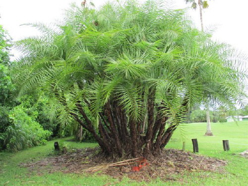 phoenix-reclinata-senegal-date-palm