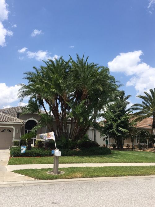 phoenix-reclinata-senegal-date-palm