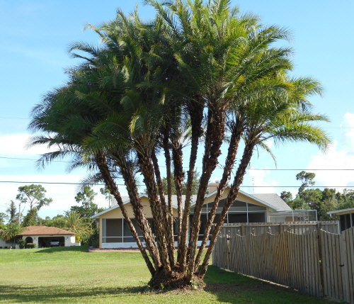 phoenix-reclinata-senegal-date-palm