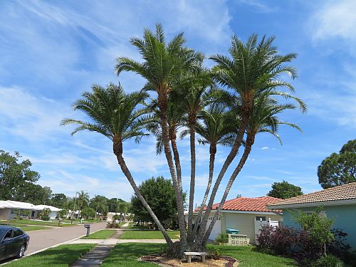 phoenix-reclinata-senegal-date-palm