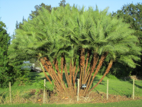 phoenix-reclinata-senegal-date-palm